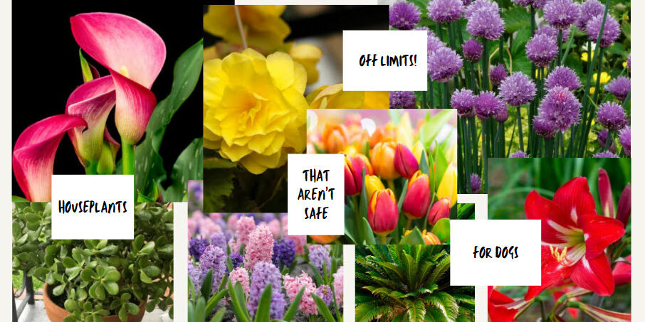 houseplants – not safe for dogs
